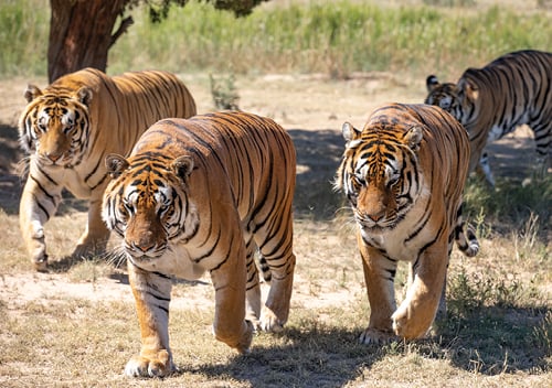 WildAnimalSanctuary-Faces22-Nws-125