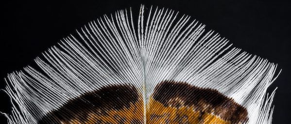 turkey-feather-PD-scaled